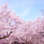 東京は桜が満開！埼玉県と群馬県は今週の土日が見ごろです
